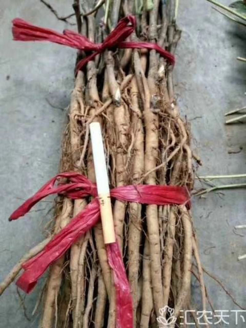 油牡丹苗，油用，几年苗都有