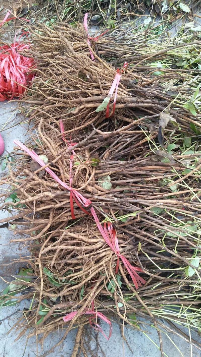 油牡丹苗，油用，几年苗都有