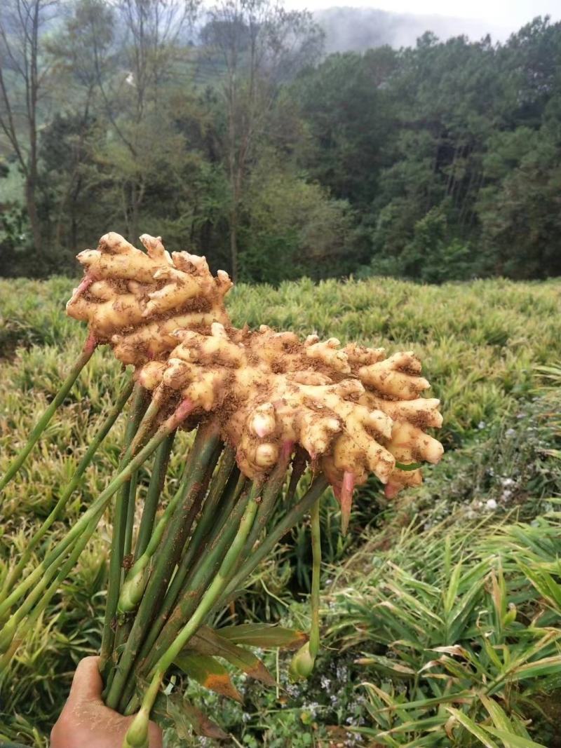 云南山地小黄姜土姜.口味重.辣味足姜丝密级放心购买