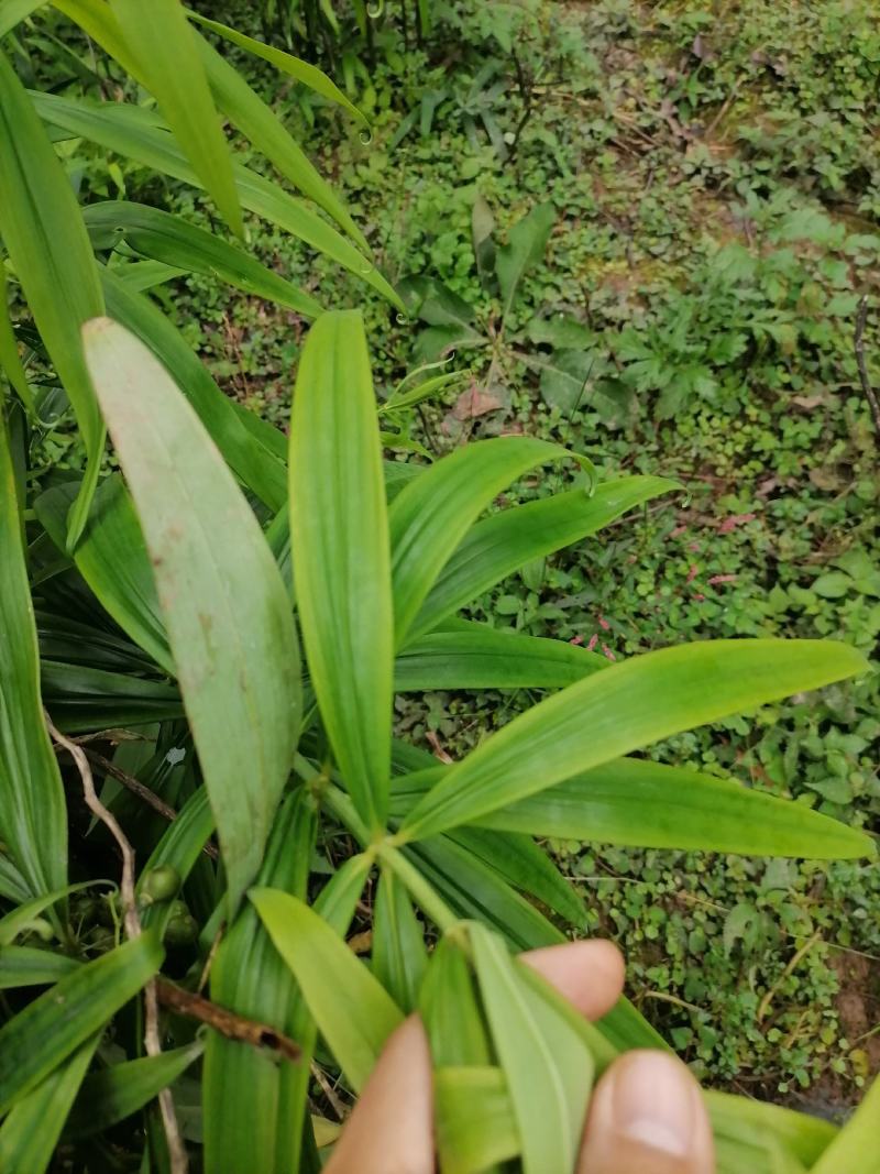 黄精籽全部成熟发芽率高供技术，成品可回收