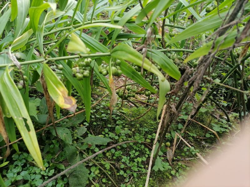 黄精籽全部成熟发芽率高供技术，成品可回收