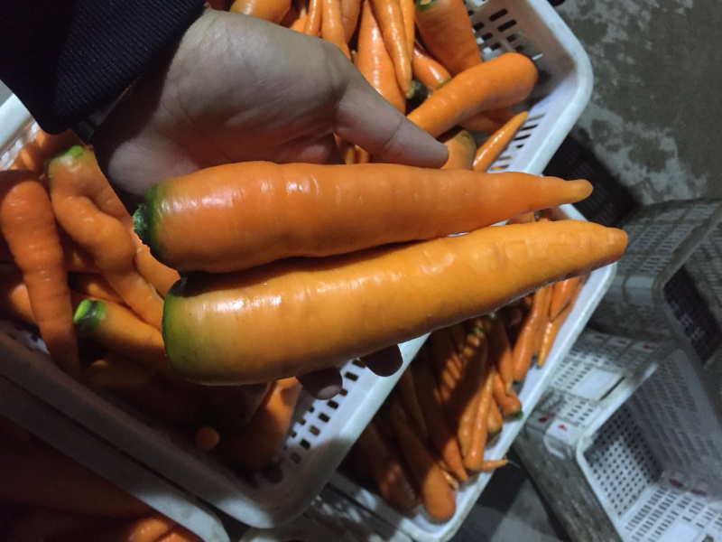 胡萝卜🥕代发全国各大市场商超优质胡萝卜欢迎来电