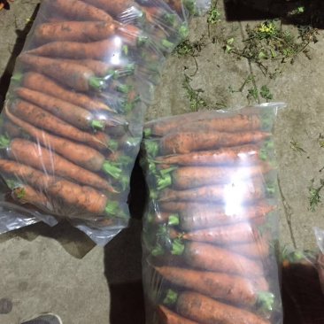 胡萝卜🥕代发全国各大市场商超优质胡萝卜欢迎来电