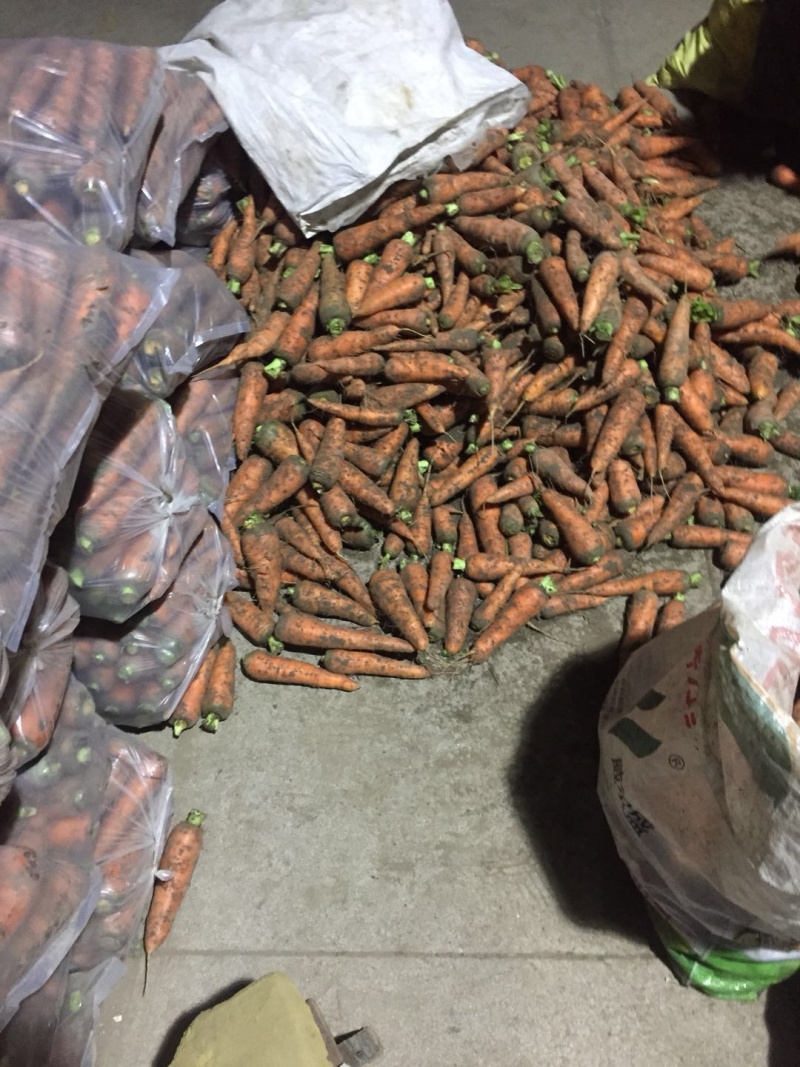 胡萝卜🥕代发全国各大市场商超优质胡萝卜欢迎来电