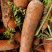 胡萝卜🥕代发全国各大市场商超优质胡萝卜欢迎来电