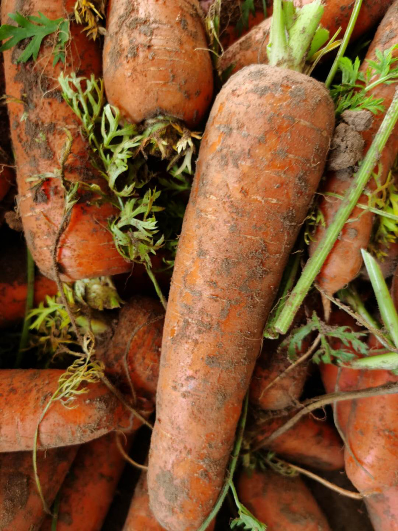 胡萝卜🥕代发全国各大市场商超优质胡萝卜欢迎来电