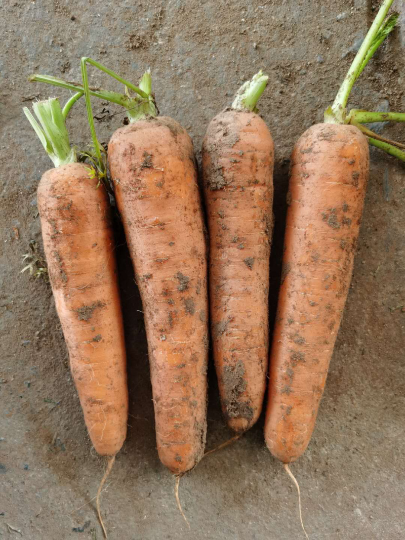 胡萝卜🥕代发全国各大市场商超优质胡萝卜欢迎来电