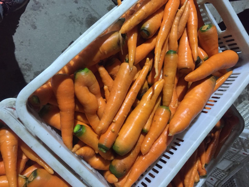 胡萝卜🥕代发全国各大市场商超优质胡萝卜欢迎来电