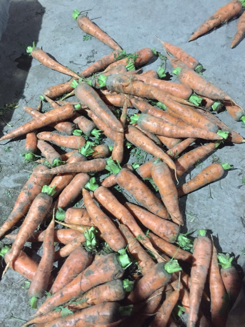 胡萝卜🥕代发全国各大市场商超优质胡萝卜欢迎来电