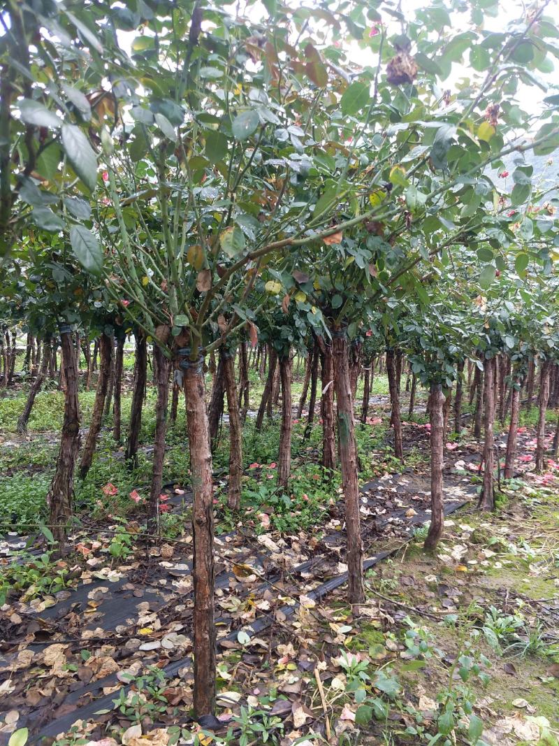 4公分高杆月季月季树树状月季月季基地月季批发