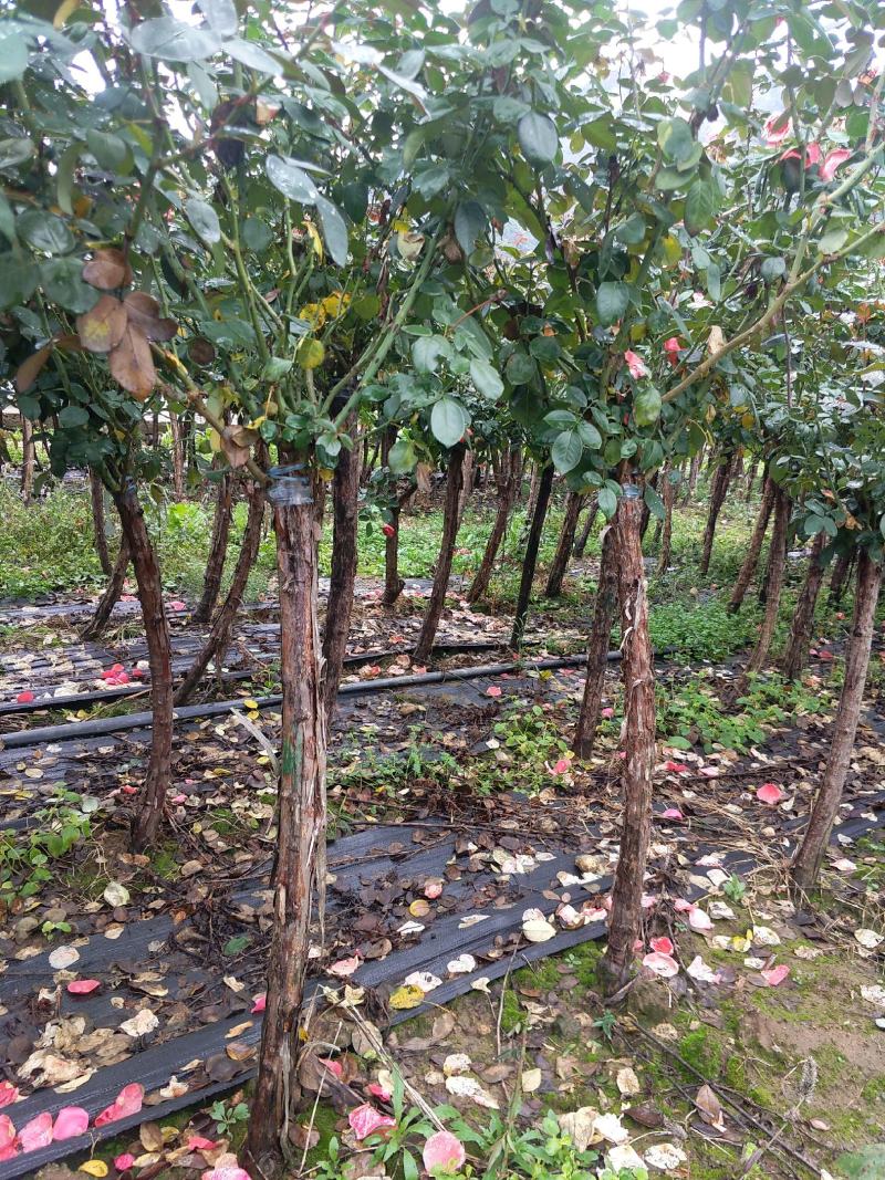 4公分高杆月季月季树树状月季月季基地月季批发
