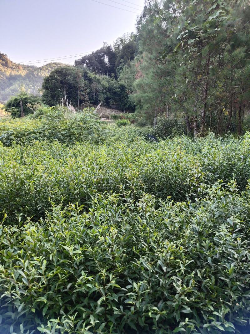 杜英苗山杜英苗杜英袋苗各种规格的造林苗木