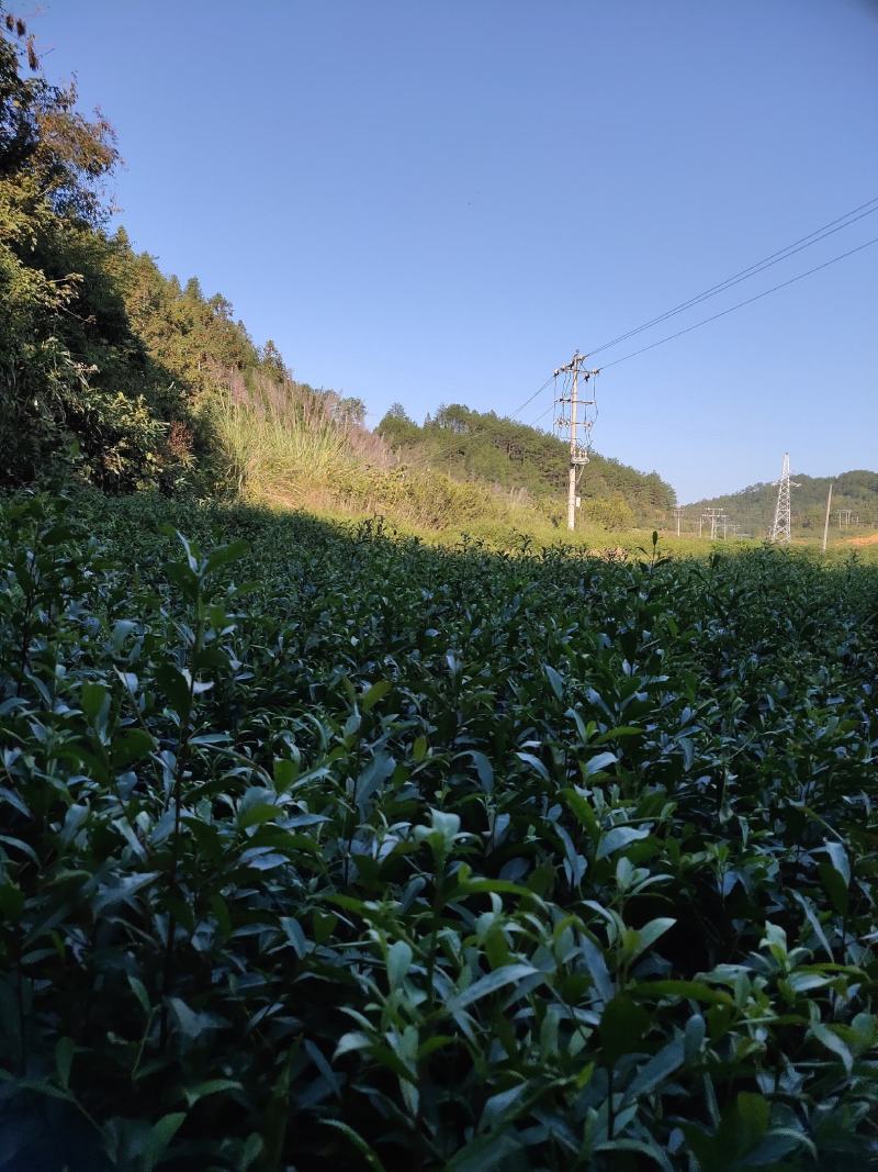 杜英苗山杜英苗杜英袋苗各种规格的造林苗木