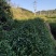 杜英苗山杜英苗杜英袋苗各种规格的造林苗木