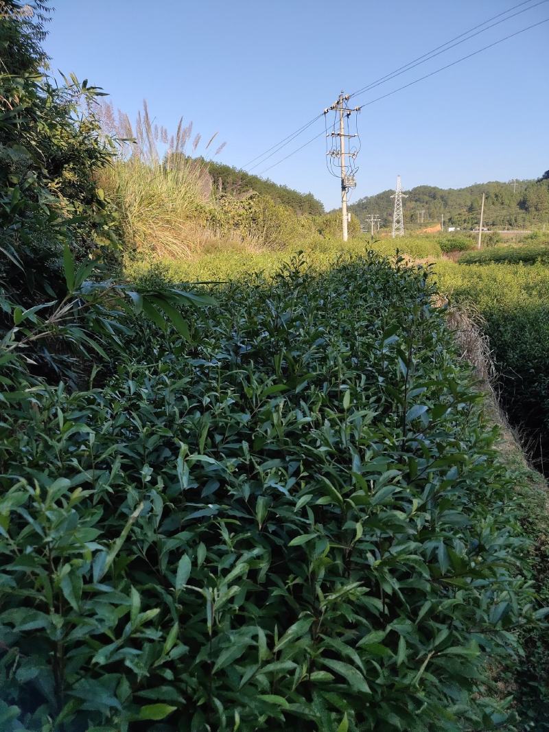 杜英苗山杜英苗杜英袋苗各种规格的造林苗木