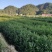 杜英苗山杜英苗杜英袋苗各种规格的造林苗木