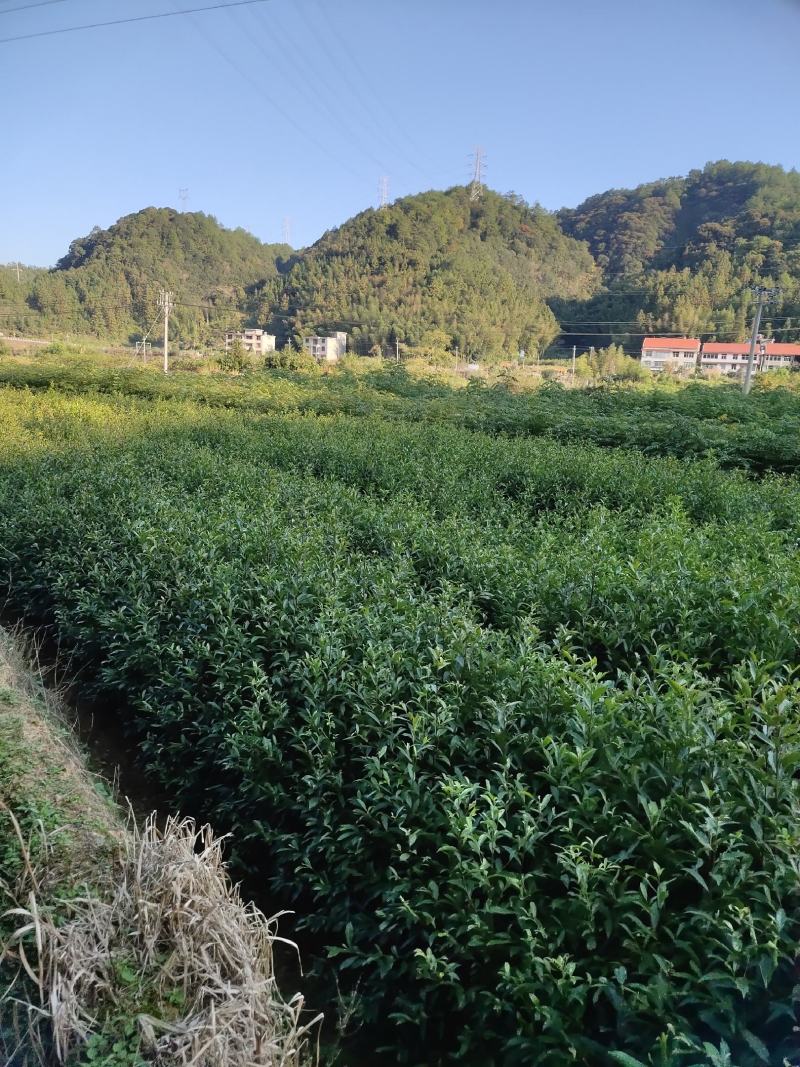 杜英苗山杜英苗杜英袋苗各种规格的造林苗木