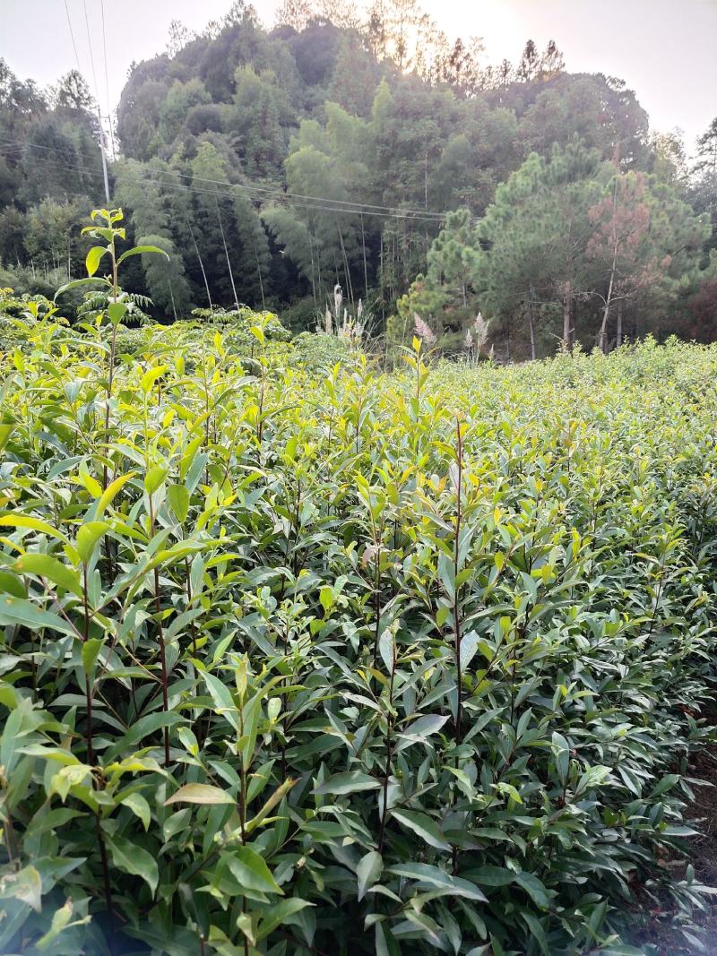 杜英苗山杜英苗杜英袋苗各种规格的造林苗木
