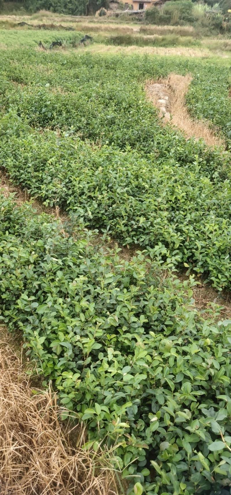 油茶苗大果油茶小果油茶及各种袋苗高产油茶