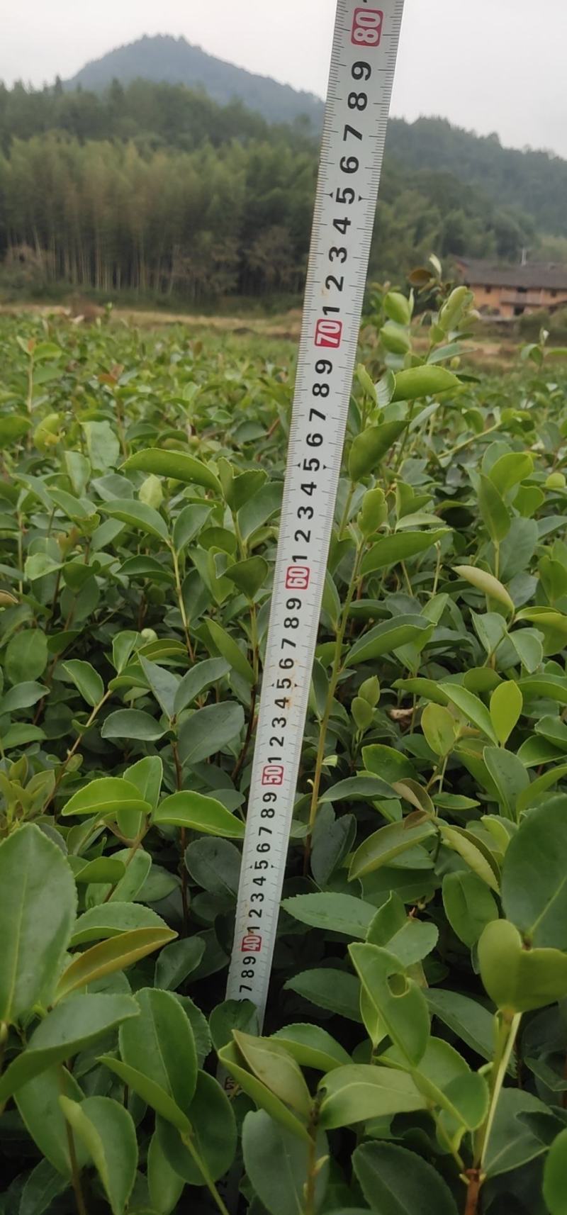 油茶苗大果油茶小果油茶及各种袋苗高产油茶