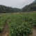 油茶苗大果油茶小果油茶及各种袋苗高产油茶