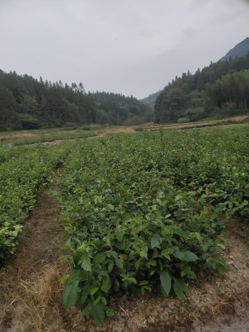 油茶苗大果油茶小果油茶及各种袋苗高产油茶