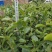 油茶苗大果油茶小果油茶及各种袋苗高产油茶