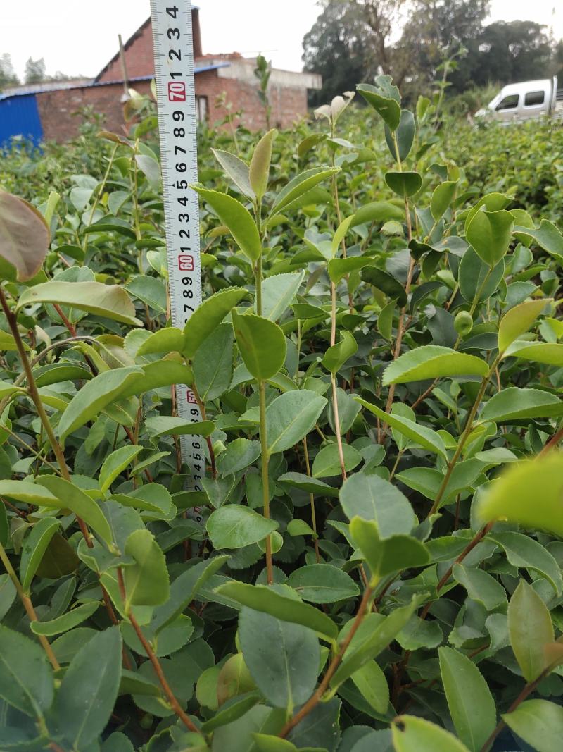 油茶苗大果油茶小果油茶及各种袋苗高产油茶