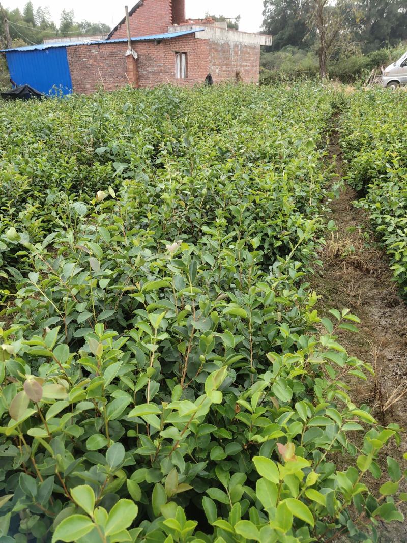 油茶苗大果油茶小果油茶及各种袋苗高产油茶