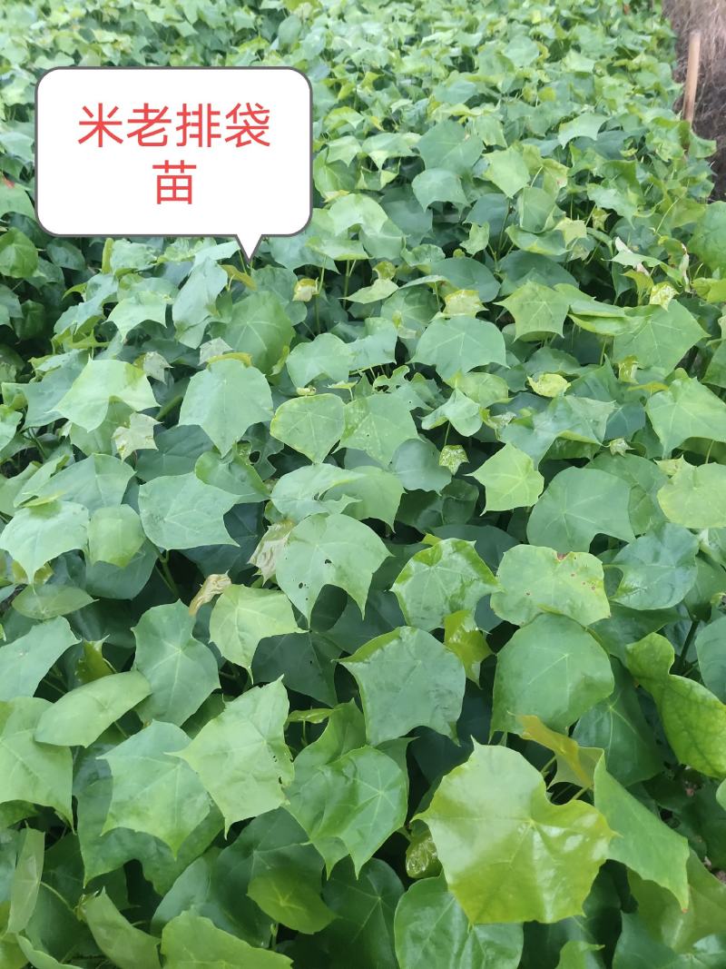 米老排袋苗米老排小苗各种规格米老造林苗木