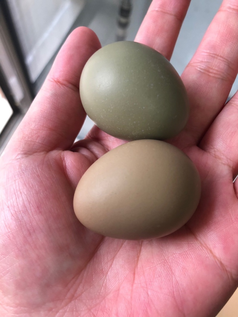 新鲜七彩山鸡蛋中的初生蛋，营养成分丰富蛋中稀有品种