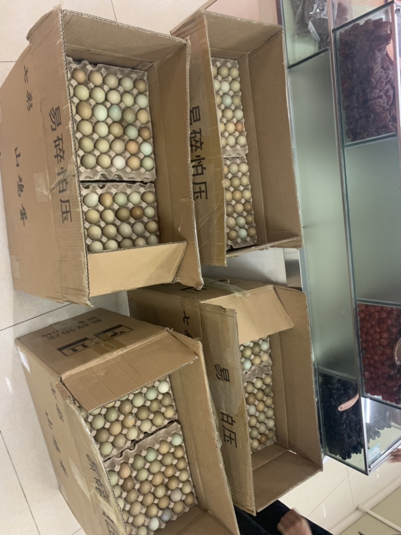 新鲜七彩山鸡蛋中的初生蛋，营养成分丰富蛋中稀有品种