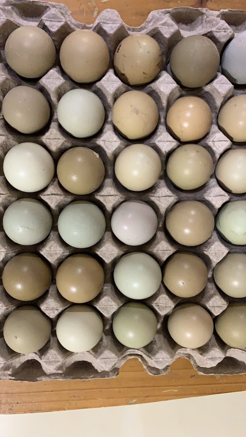 新鲜七彩山鸡蛋中的初生蛋，营养成分丰富蛋中稀有品种