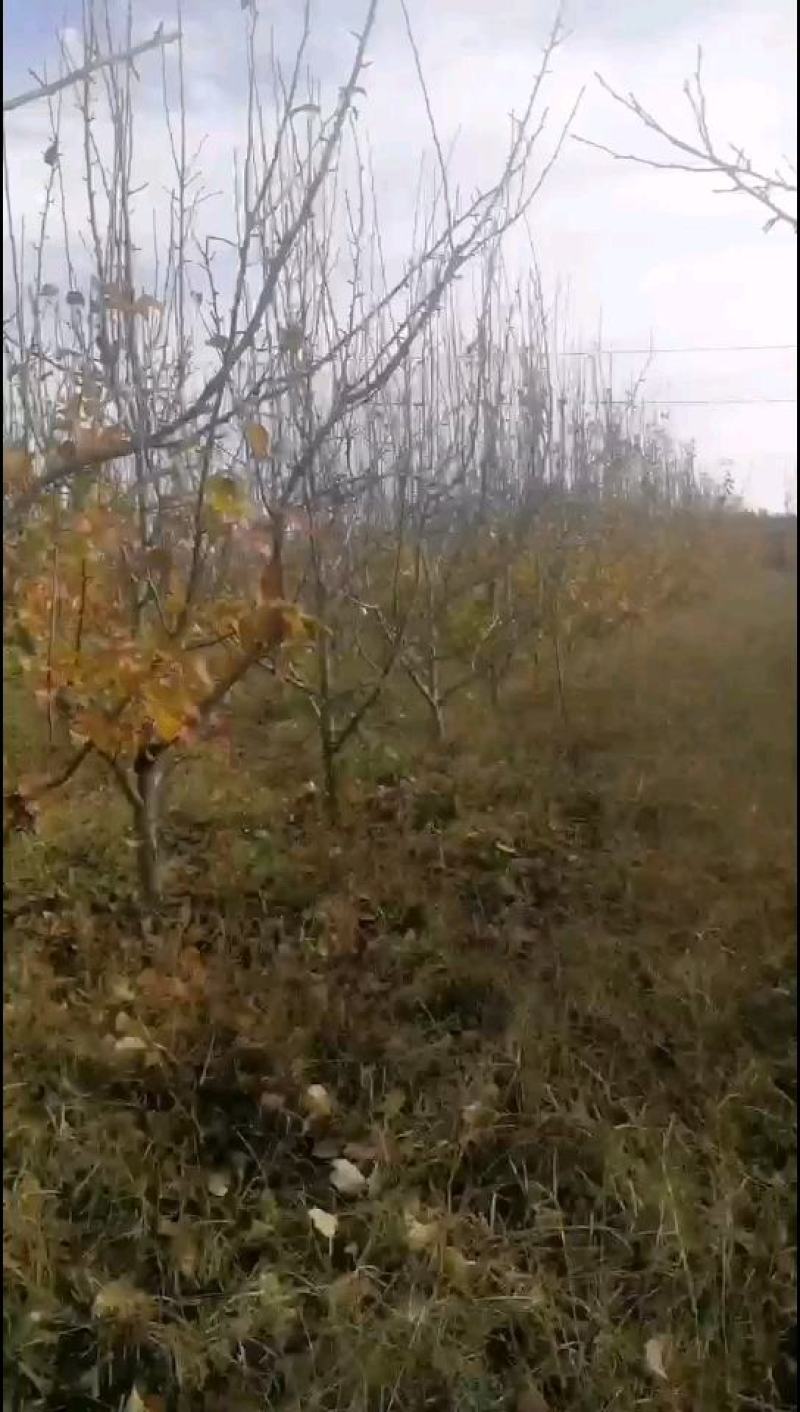 梨树苗、基地直供？、占地梨树、现货供应、现挖现发