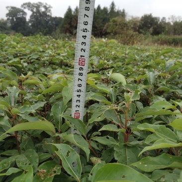 香樟香樟小苗香樟袋苗等各种规格等各种造林苗木