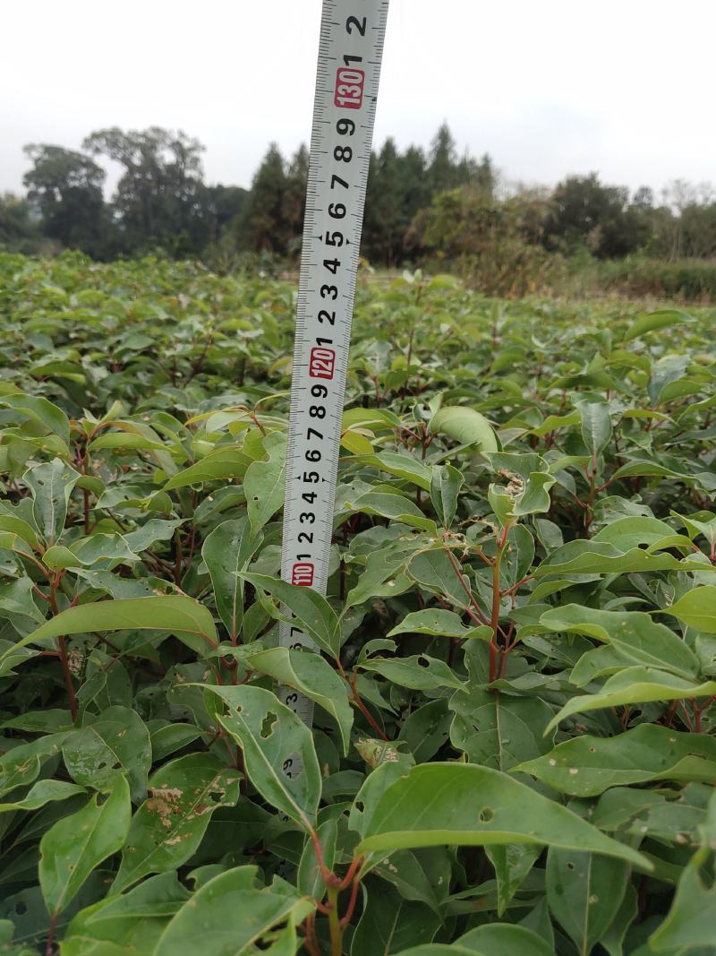 香樟香樟小苗香樟袋苗等各种规格等各种造林苗木