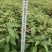 香樟香樟小苗香樟袋苗等各种规格等各种造林苗木
