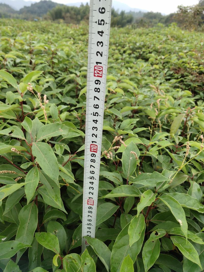 香樟香樟小苗香樟袋苗等各种规格等各种造林苗木