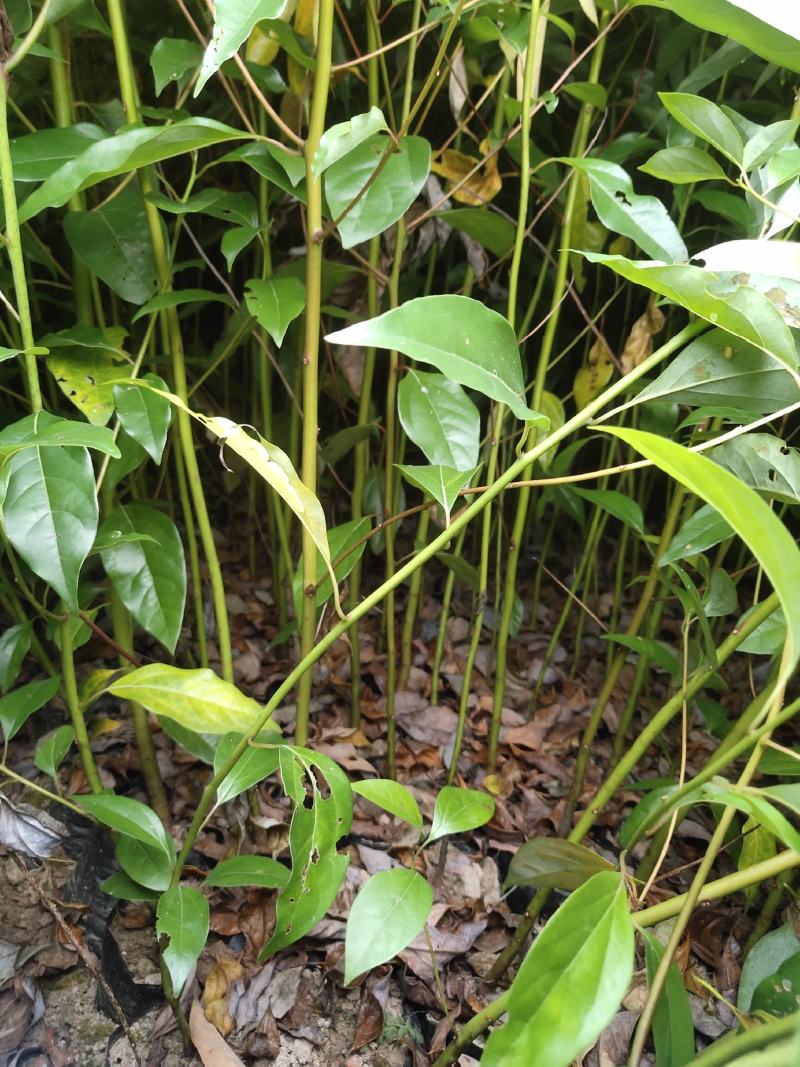 香樟香樟小苗香樟袋苗等各种规格等各种造林苗木