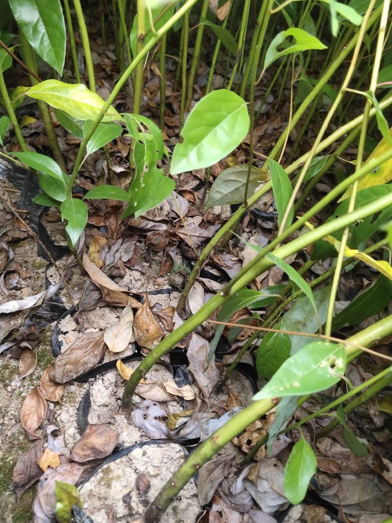 香樟香樟小苗香樟袋苗等各种规格等各种造林苗木