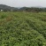香樟香樟小苗香樟袋苗等各种规格等各种造林苗木