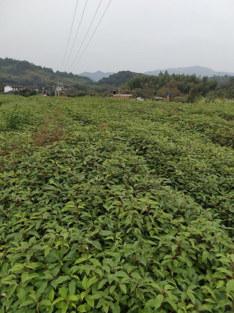 香樟香樟小苗香樟袋苗等各种规格等各种造林苗木