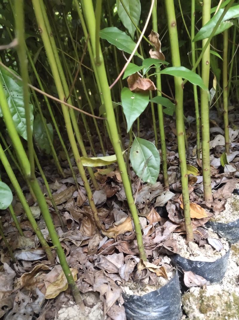 香樟香樟小苗香樟袋苗等各种规格等各种造林苗木