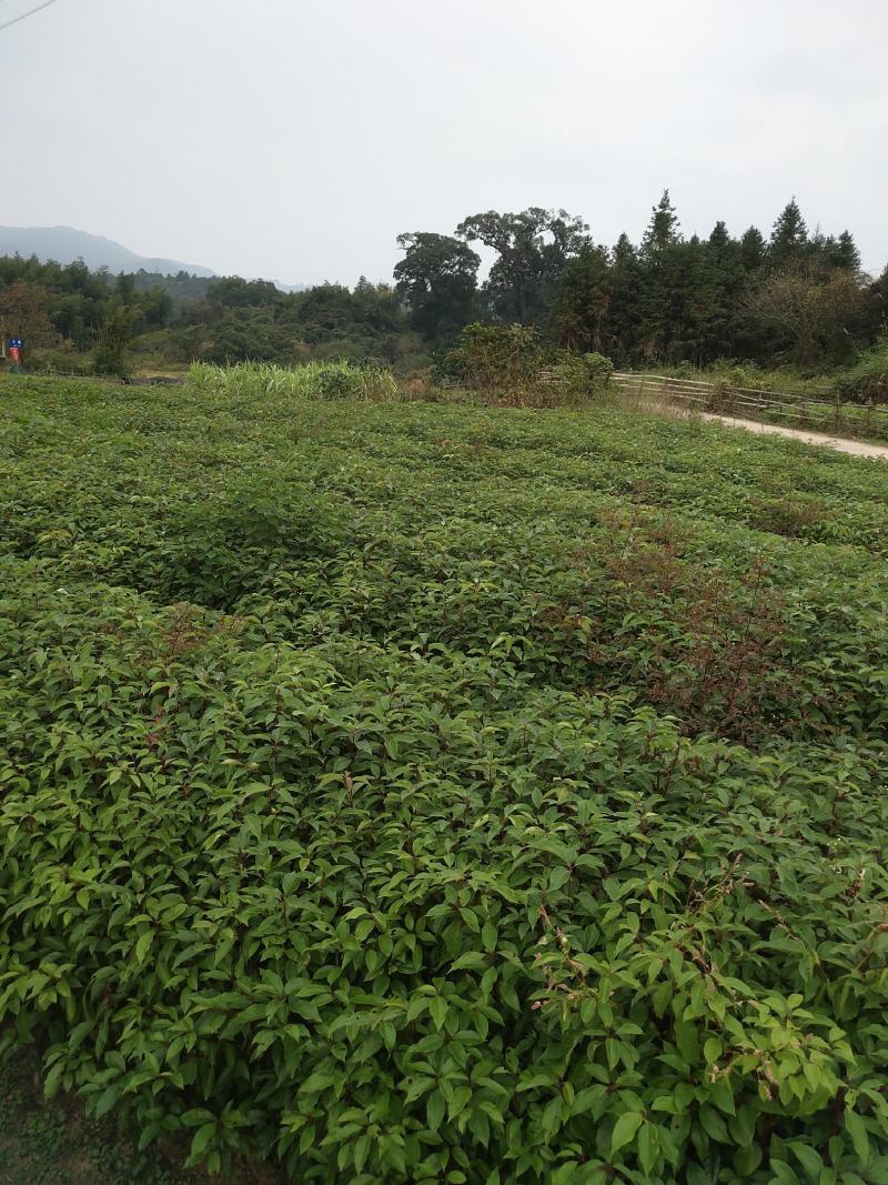 香樟香樟小苗香樟袋苗等各种规格等各种造林苗木