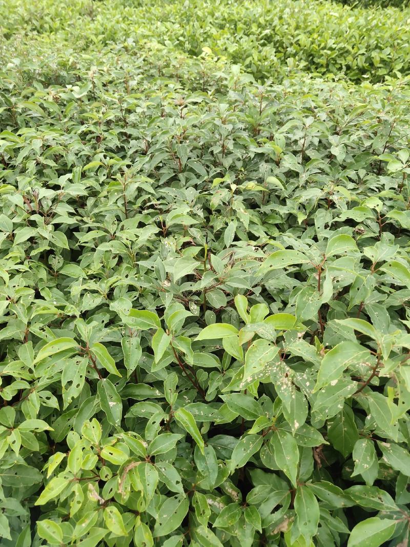 香樟香樟小苗香樟袋苗等各种规格等各种造林苗木