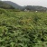 香樟香樟小苗香樟袋苗等各种规格等各种造林苗木
