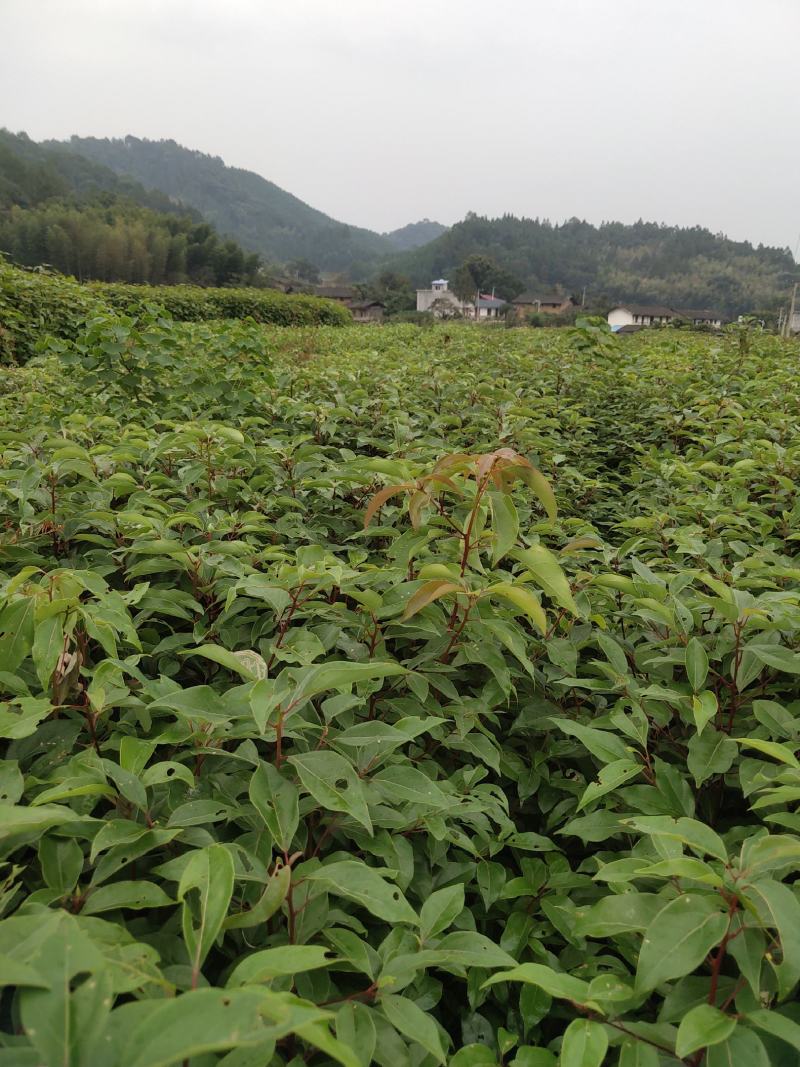 香樟香樟小苗香樟袋苗等各种规格等各种造林苗木