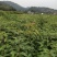 香樟香樟小苗香樟袋苗等各种规格等各种造林苗木