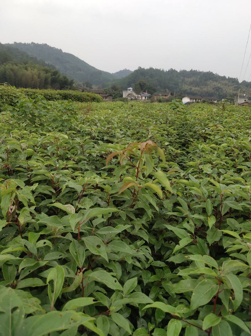 香樟香樟小苗香樟袋苗等各种规格等各种造林苗木