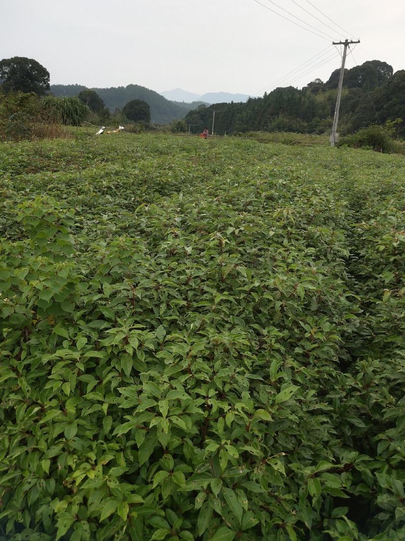 香樟香樟小苗香樟袋苗等各种规格等各种造林苗木